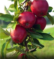 Red-Jonathan-Apple_1-722