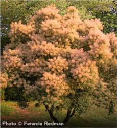 Smoketree_1-920