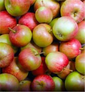 Stayman-Winesap-Apple_1-741[1]