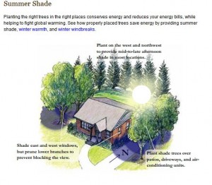 Media Name: Summer-Shade-300x262.jpg