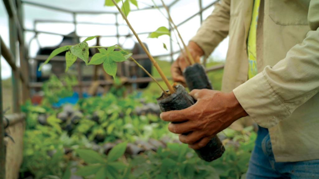 Man holding two seedlings, with more seedlings in the background.