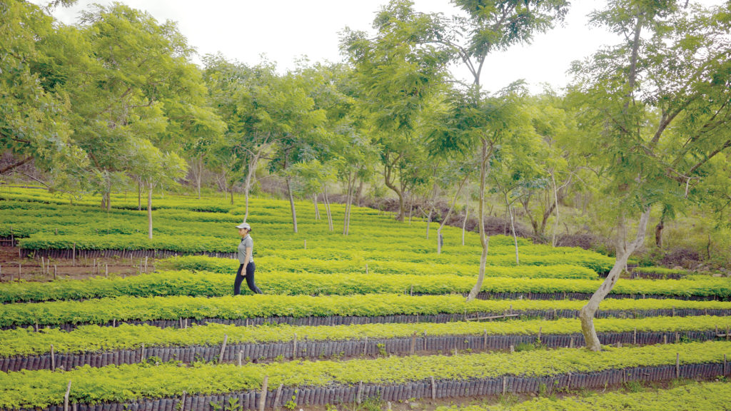 Woman walking through field of seedlings waiting to be distributed