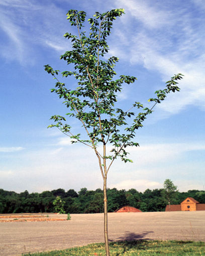 young Valley Forge elm