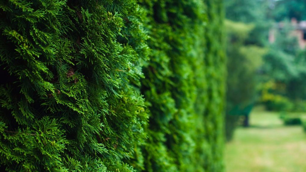 Media Name: arborvitae-windbreak-iStock-623114922-1024x576.jpg