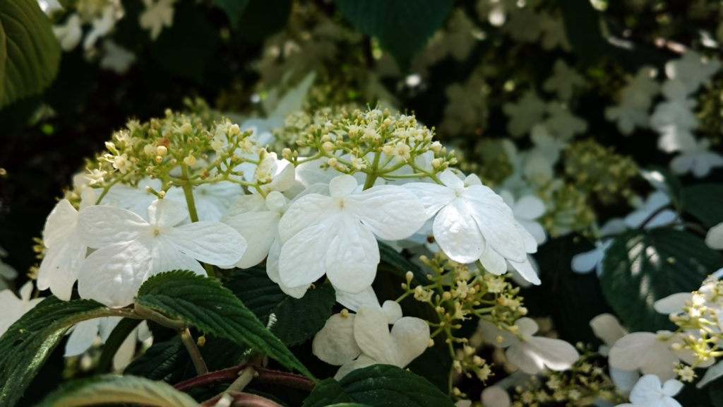 Media Name: arrowwood-viburnum-iStock-477049736-1024x576.jpg