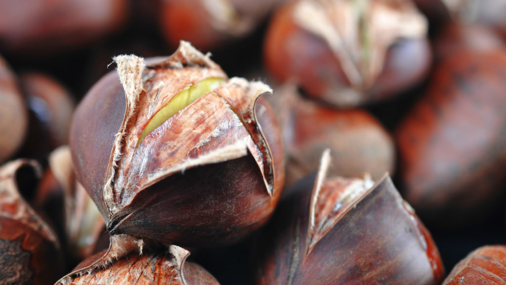 Media Name: chinese-chestnut-1024x576.jpg