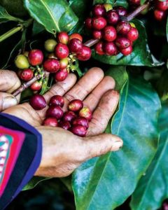 Media Name: coffee-beans-hand-open-240x300.jpg