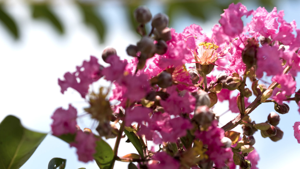 Media Name: common-crapemyrtle-1024x576.jpg