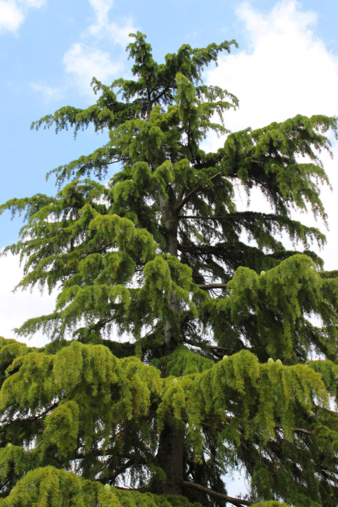 Media Name: deodar-cedar_iStock-502721201-683x1024.jpg