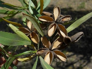 desert willow pods