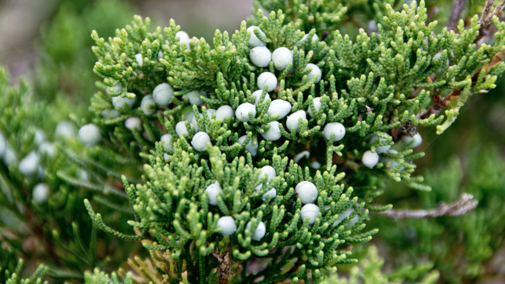 Media Name: eastern-redcedar-1024x576.jpg