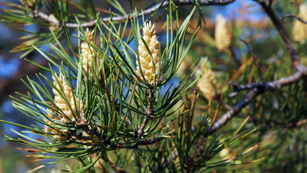 Media Name: eastern-white-pine-1024x576.jpg