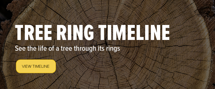 Media Name: figure-cta-tree-ring-.jpg