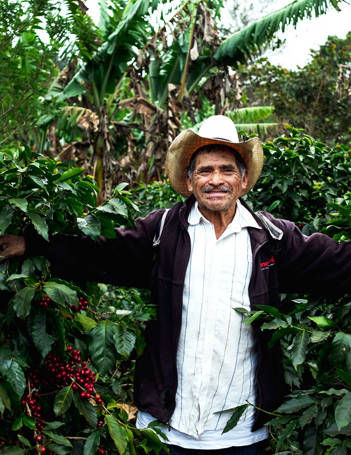 Media Name: figure-juan-de-la-cruz-vasquez-with-coffee-cherries.jpg