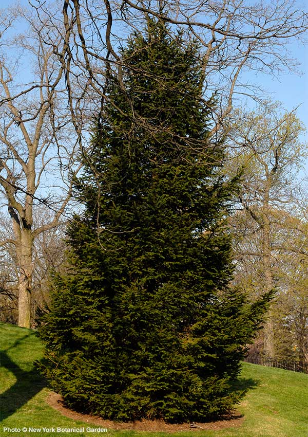 Media Name: figure-norway-spruce.jpg