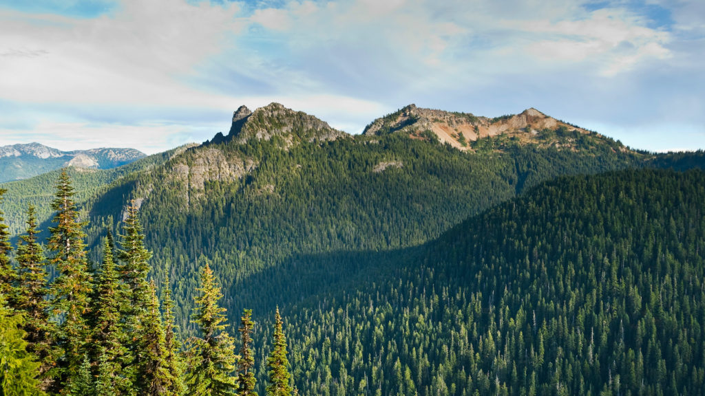 Media Name: forest-mountaintop-1024x576.jpg