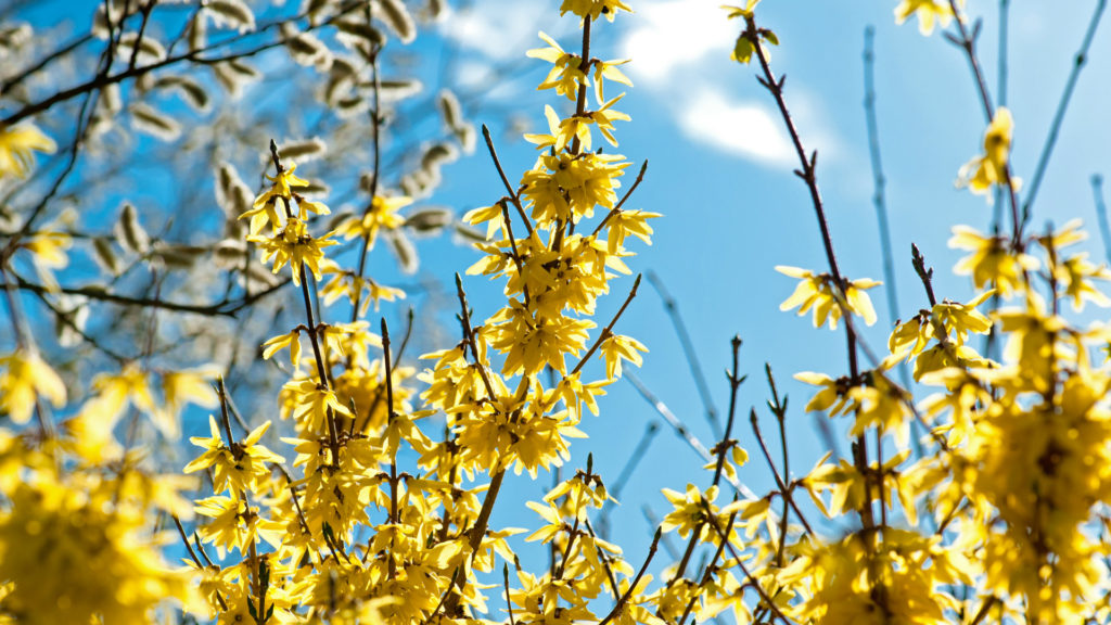 Media Name: forsythia-iStock-514557756-1024x576.jpg