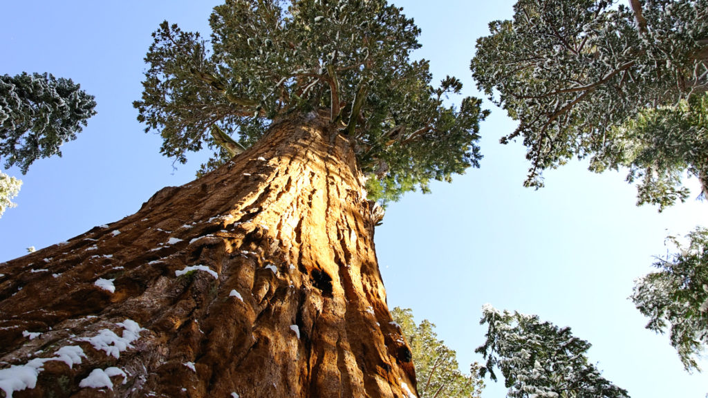 Media Name: giant-sequoia-1024x576.jpg