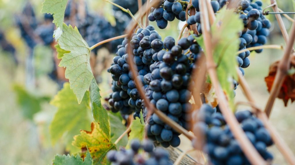 bunches of grapes growing on vines