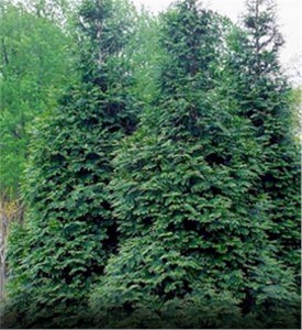 green giant arborvitae