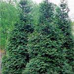 Media Name: green-giant-arborvitae-thumb.jpg