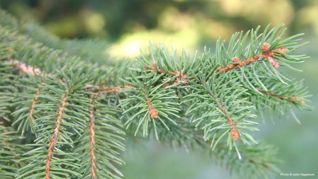 Media Name: hero-norway-spruce-1024x576.jpg