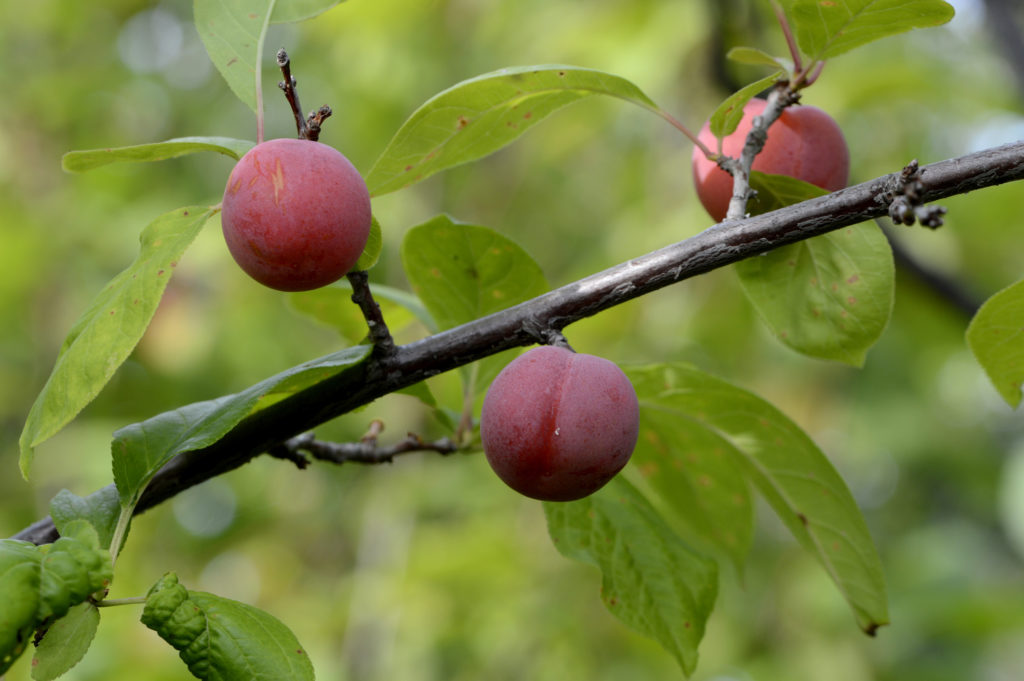 plums ripening on a branch