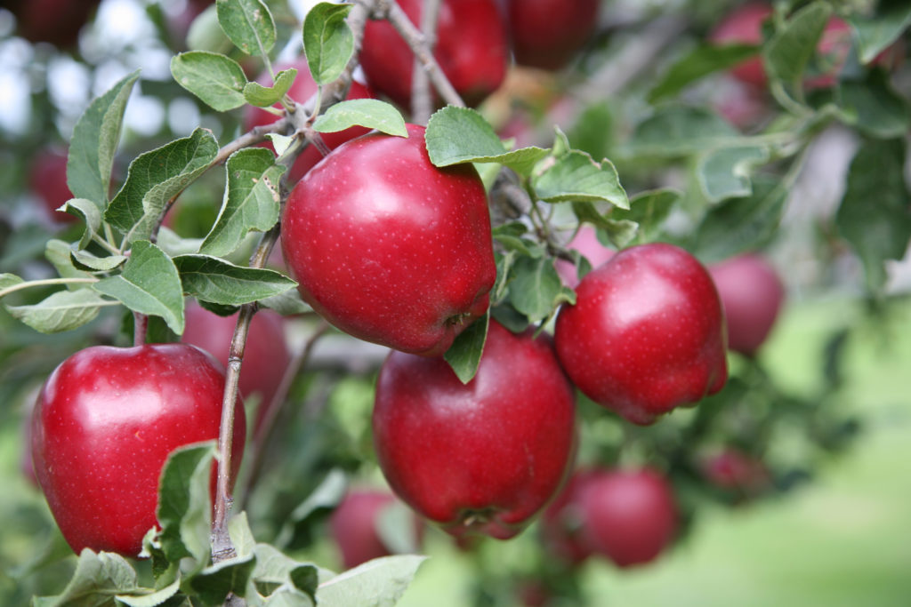 Ripe red delicious apples growing on a branch