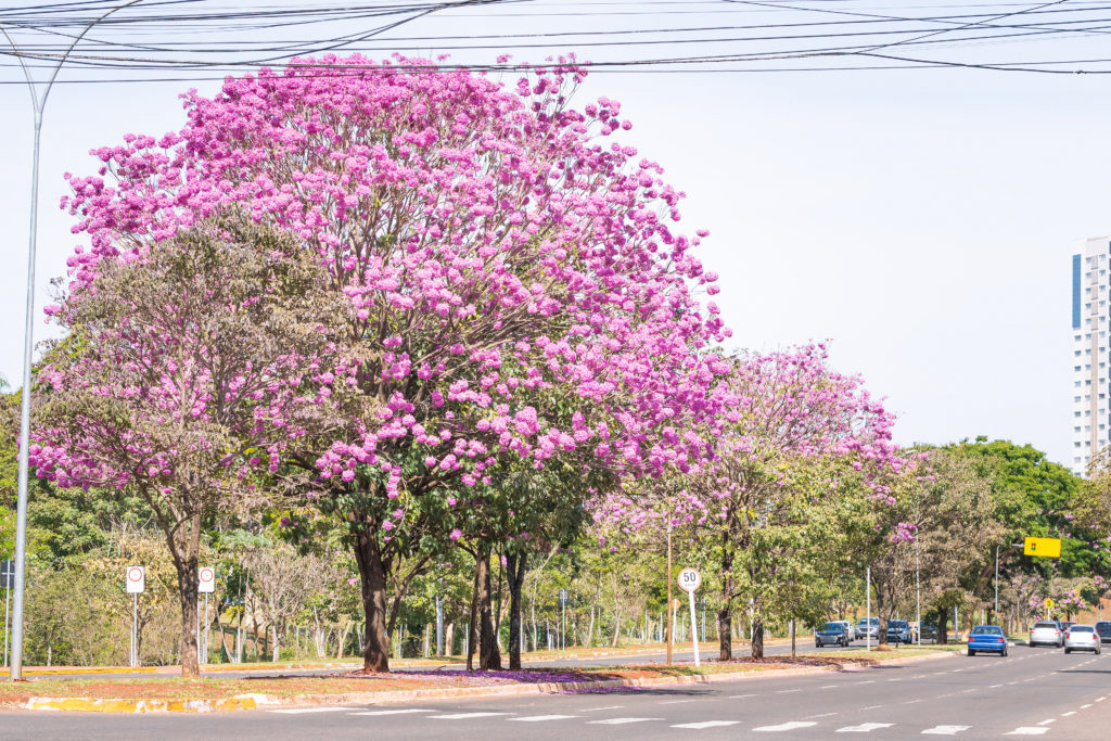 Ipe tree at Via Park, Campo Grande MS, Brazil