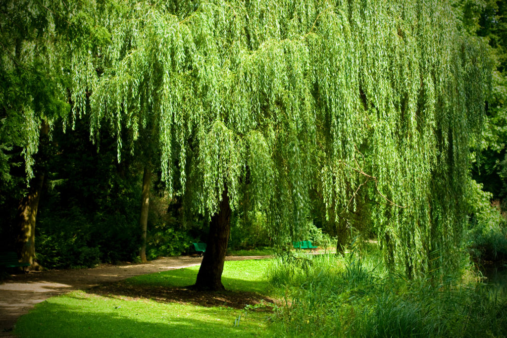 weeping willow