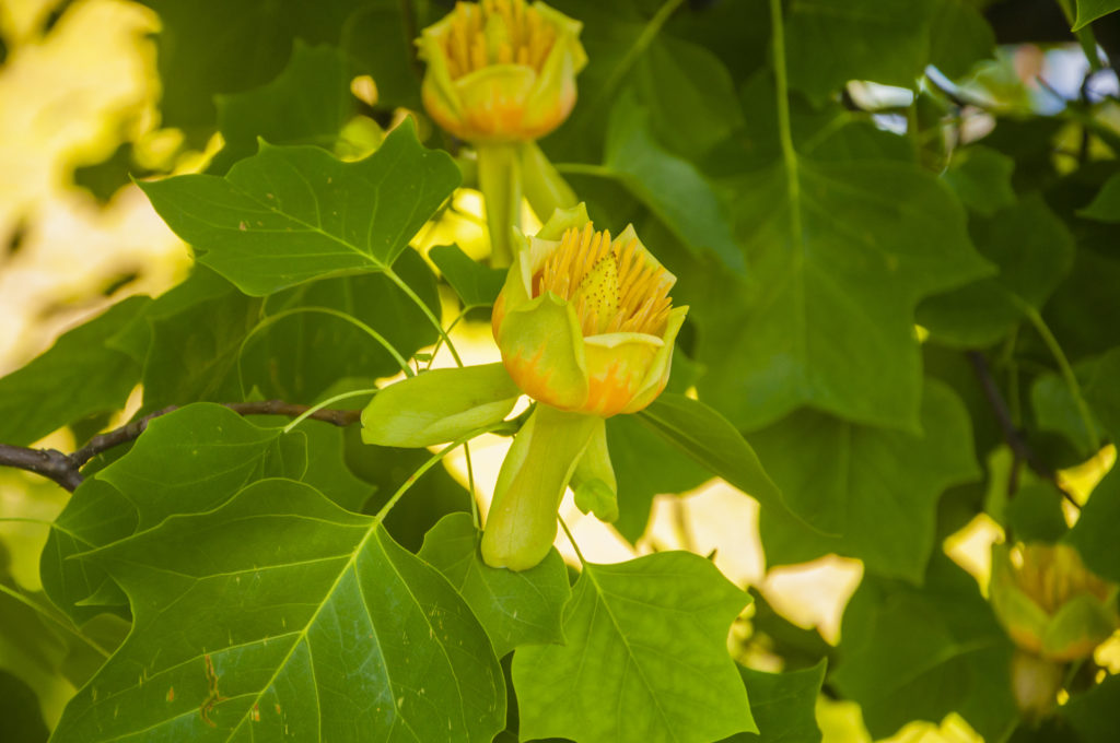 Close-up of tuliptree leaves and flowers