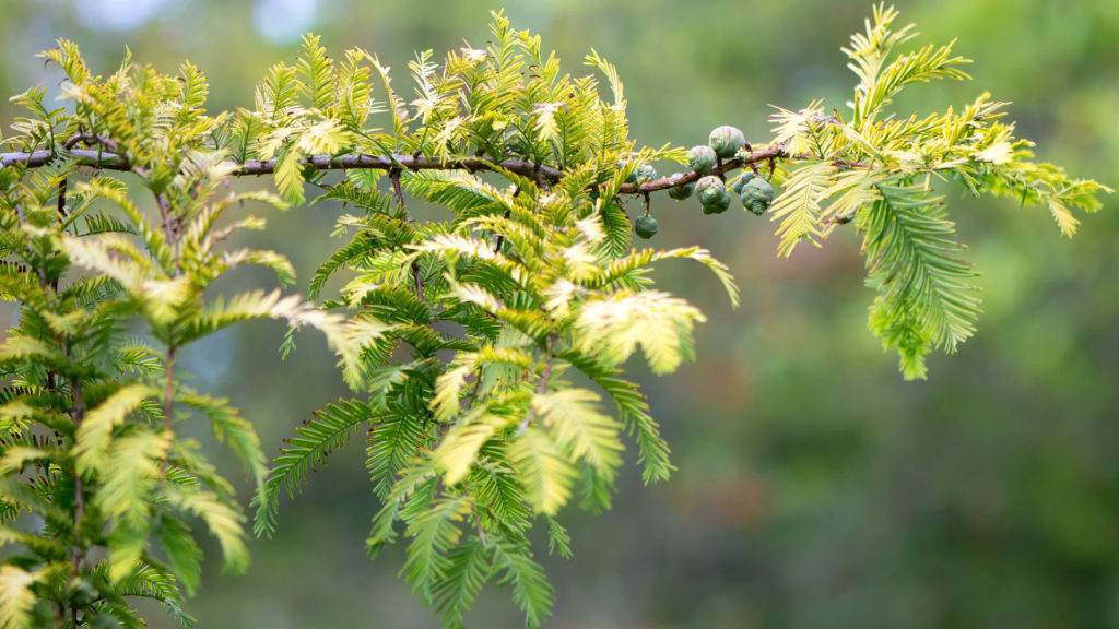 Media Name: iStock-598800968-Dawn-Redwood-1024x576.jpg