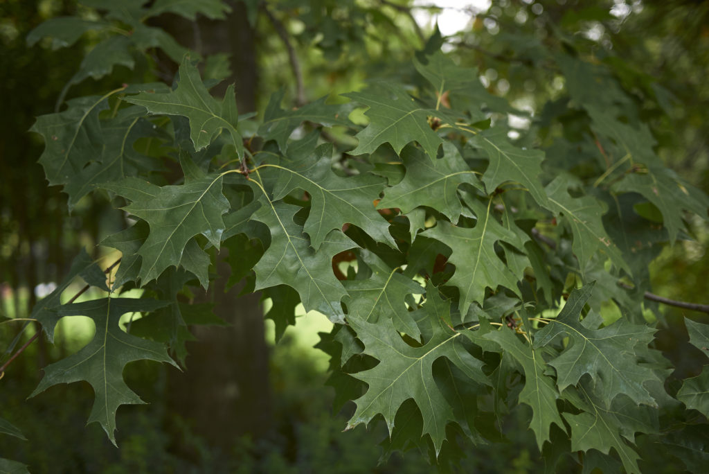 Shading branches of a pin oak