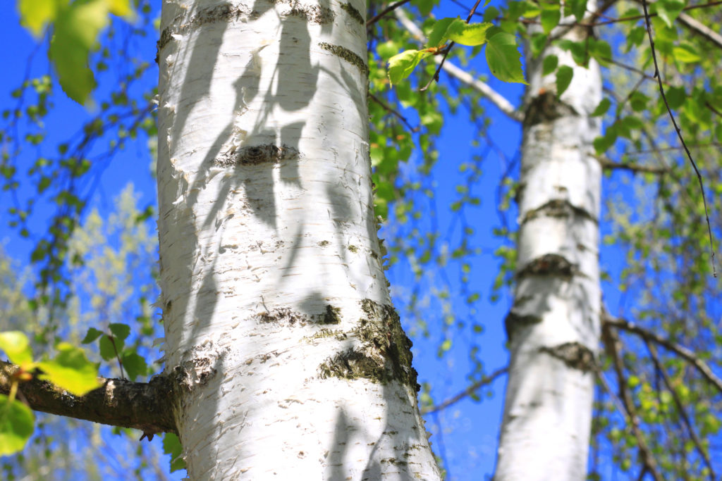 paper birch