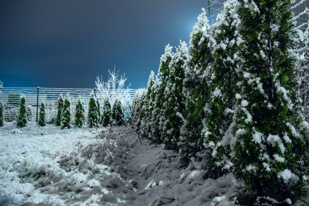 Winter Garden in the early morning. Thuy under snow