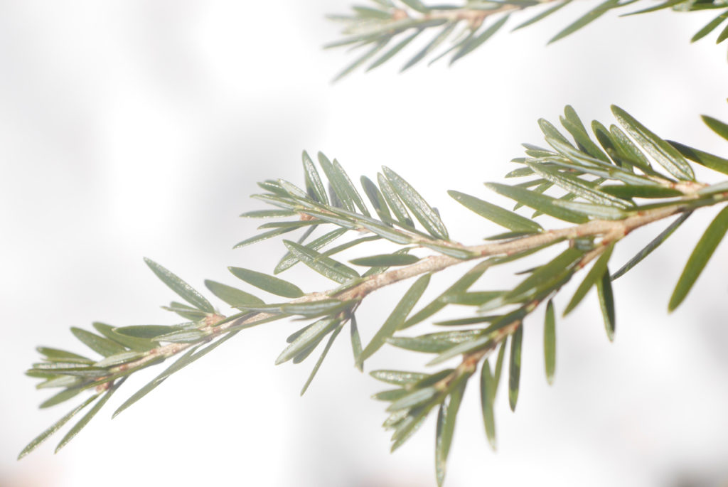 Canadian Hemlock (Tsuga canadensis)Branches, defocused snowy background