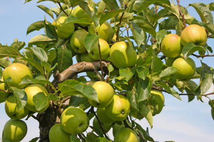 Media Name: iStock_6961093-GenericApple-ForEarlyHarvest.jpg