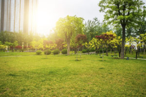 office building and city park