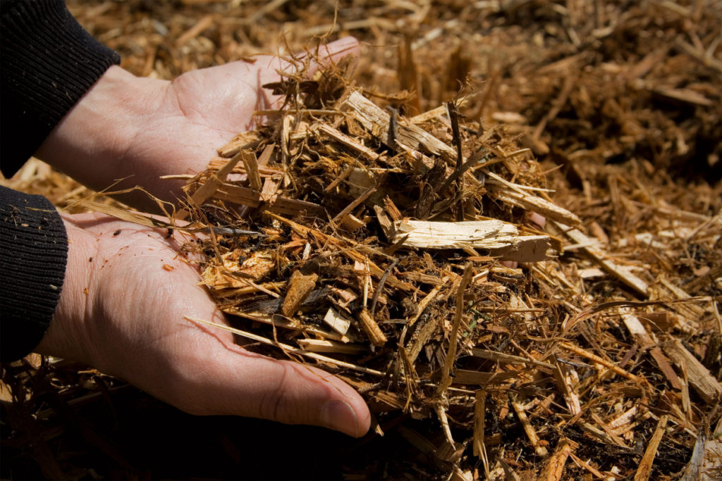 Media Name: juniper-tree-mulch-iStock-147315481-1024x683.jpg