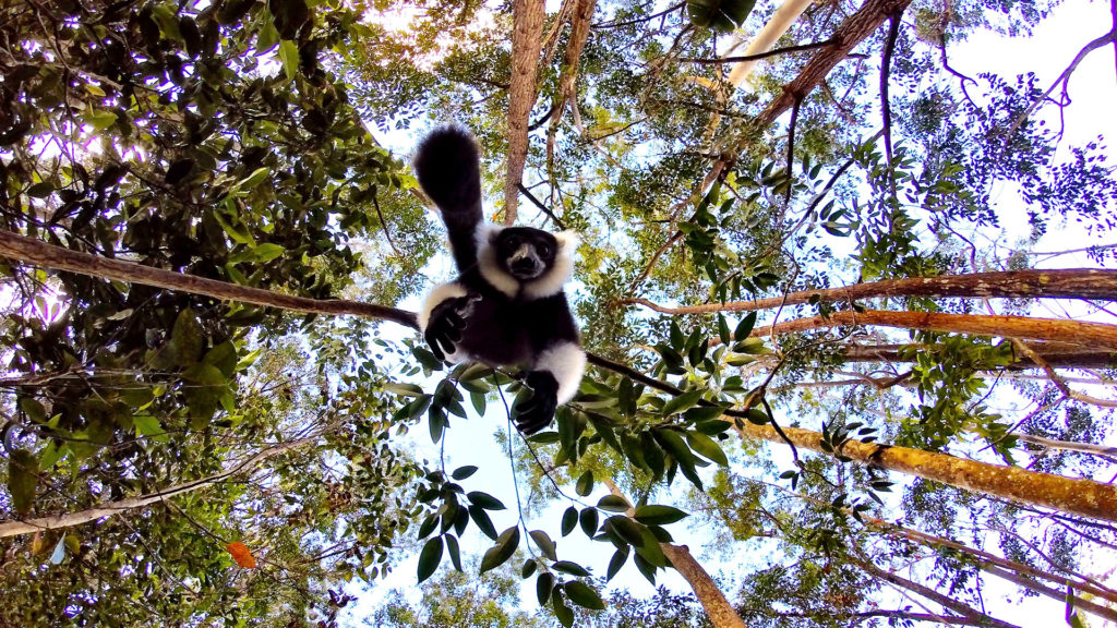 Media Name: lemur-hanging-from-trees-1024x576.jpg