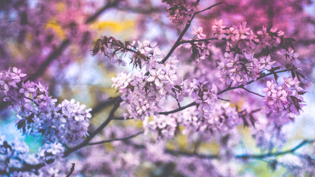 Media Name: lilacs-1024x576.jpg