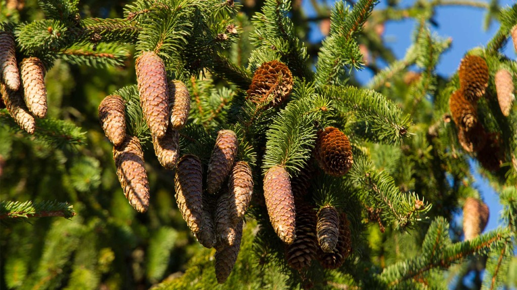 Media Name: norway-spruce-1024x576.jpg