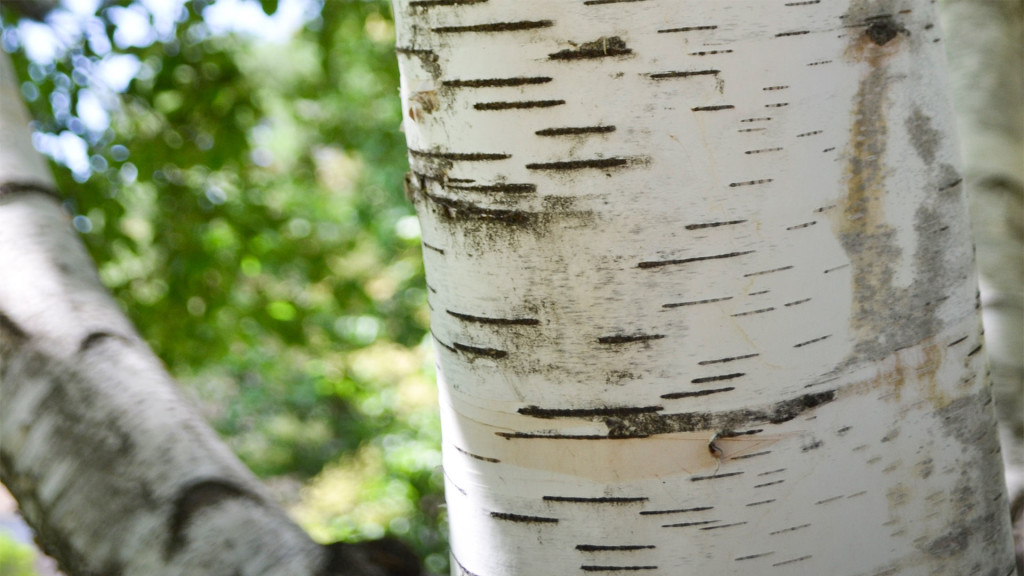 Media Name: paper-birch-bark-1024x576.jpg