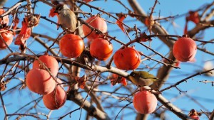 persimmon-tree