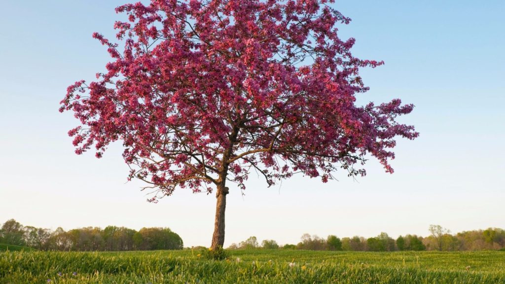 Media Name: prairifire-flowering-crabapple-iStock-182891664-1024x576.jpg