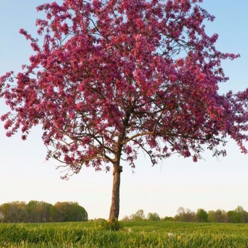 Media Name: prairifire-flowering-crabapple-iStock-182891664.jpg