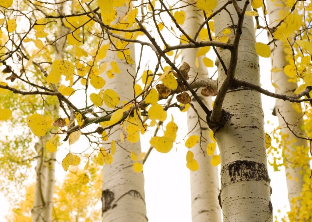 fast-growing quaking aspen