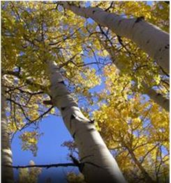 quaking aspen