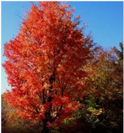 red maple