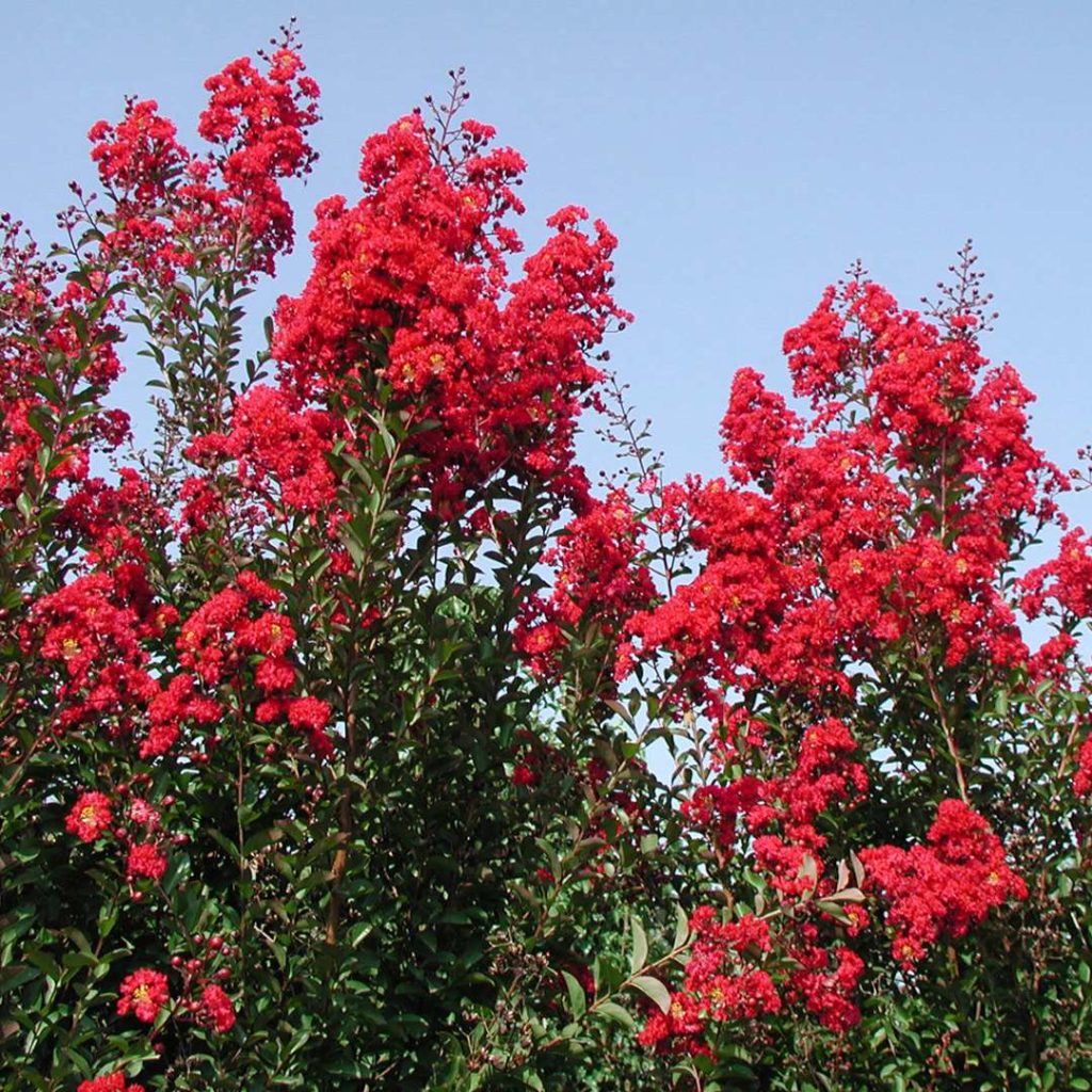 Media Name: red-rocket-crapemyrtle-1024x1024.jpg